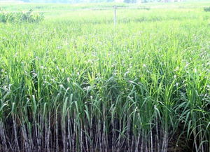 春甘蔗雖甘甜，鮮食莫大意——謹防霉變中毒